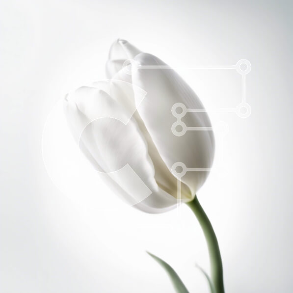 Intra Συλλεκτικό Ξύλινο Παζλ Plywood  4mm - Όμορφη εικόνα ενός λευκού λουλουδιού τουλίπας σε γκρι φόντο Σε Ξύλινο Κουτί - Διαστάσεις: 10x10 cm – 25 κομμάτια