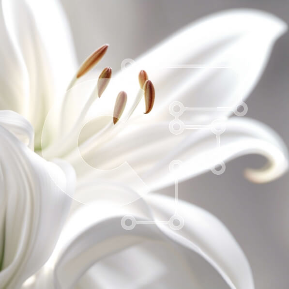 Intra Συλλεκτικό Ξύλινο Παζλ Plywood  4mm - Όμορφη κινηματογράφηση σε πρώτο πλάνο ενός λουλουδιού λευκού κρίνου με απλωμένα πέταλα Σε Ξύλινο Κουτί - Διαστάσεις: 10x10 cm – 25 κομμάτια