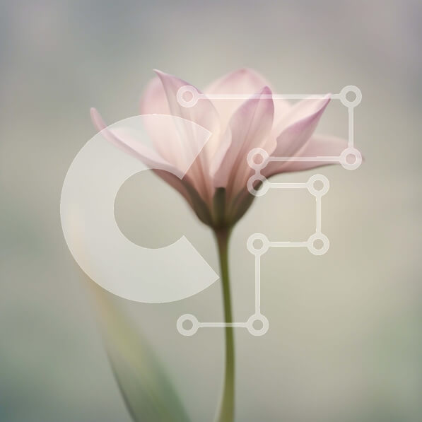 Intra Συλλεκτικό Ξύλινο Παζλ Plywood  4mm - Όμορφη εικόνα ενός ροζ λουλουδιού με πράσινα φύλλα Σε Ξύλινο Κουτί - Διαστάσεις: 10x10 cm – 25 κομμάτια