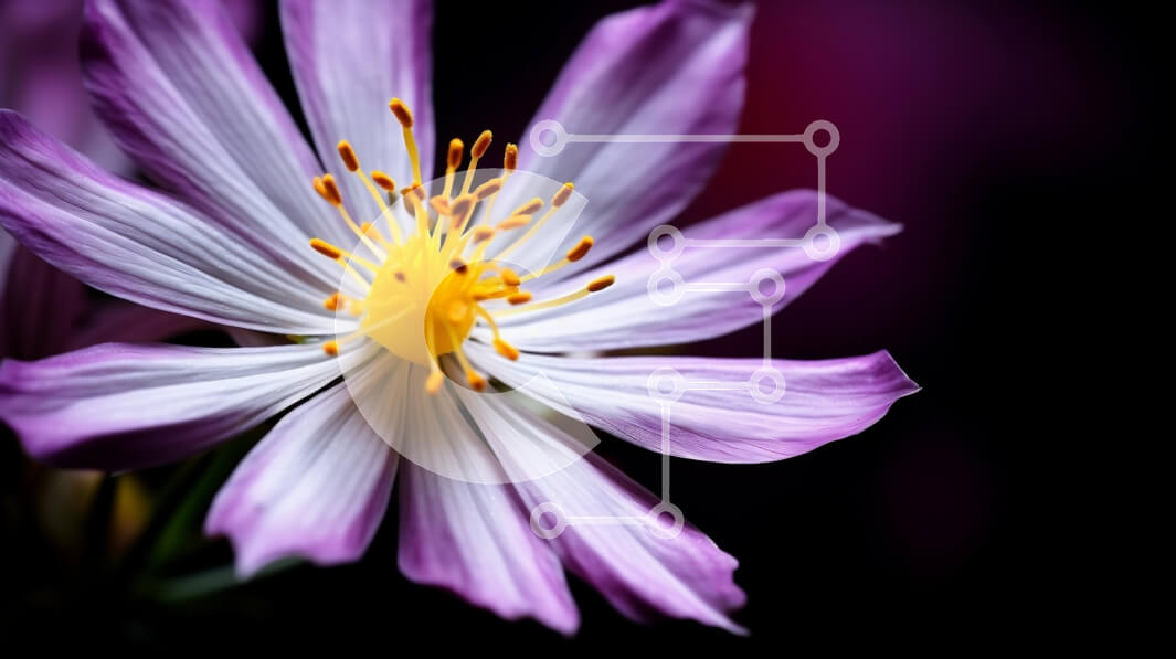 Intra Συλλεκτικό Ξύλινο Παζλ Plywood  4mm - Κοντινό πλάνο ενός μωβ λουλουδιού με λευκά πέταλα και κίτρινους στήμονες Σε Ξύλινο Κουτί - Διαστάσεις: 10x10 cm – 25 κομμάτια