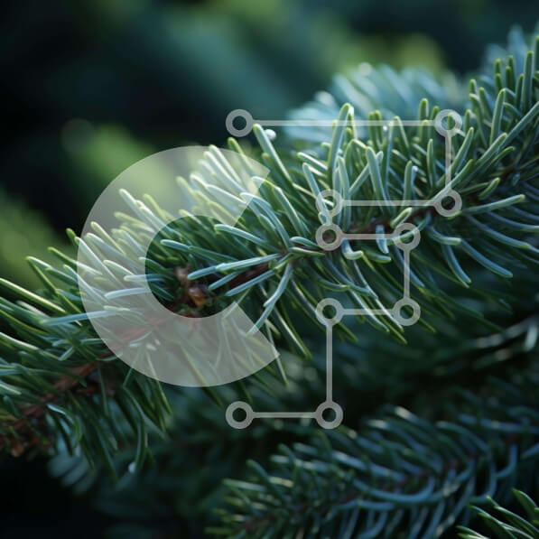 Intra Συλλεκτικό Ξύλινο Παζλ Plywood  4mm - Κοντινό πλάνο του κλάδου αειθαλούς δέντρου με πράσινες βελόνες Σε Ξύλινο Κουτί - Διαστάσεις: 10x10 cm – 25 κομμάτια