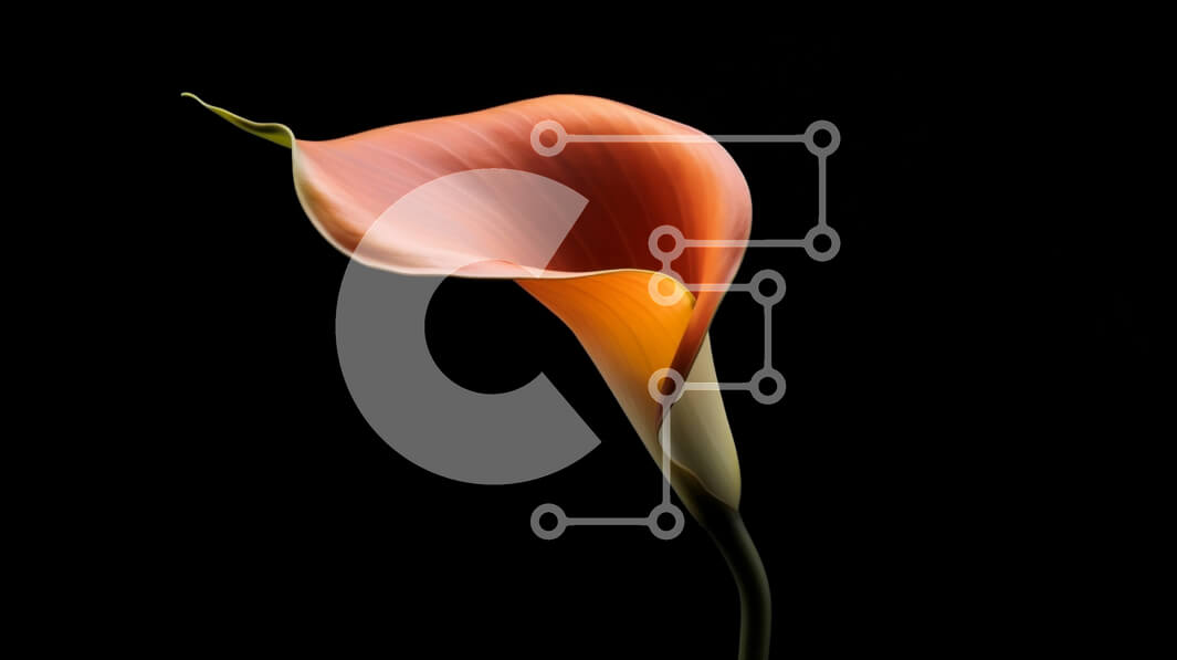 Intra Συλλεκτικό Ξύλινο Παζλ Plywood  4mm - Πορτοκαλί Calla Lily σε μαύρο φόντο Σε Ξύλινο Κουτί - Διαστάσεις: 10x10 cm – 25 κομμάτια