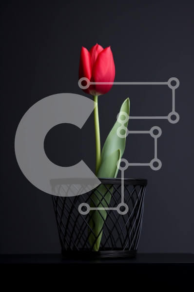 Σετ των 2 Intra Συλλεκτικό Ξύλινο Παζλ Plywood  4mm - Μονό κόκκινο λουλούδι τουλίπας σε μαύρο καλάθι Σε Ξύλινο Κουτί - Διαστάσεις: 10x10 cm – 25 κομμάτια