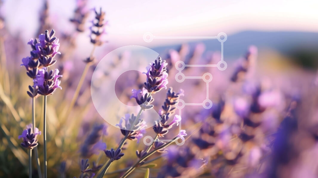 Intra Συλλεκτικό Ξύλινο Παζλ Plywood  4mm - Πεδίο με λουλούδια λεβάντας σε πλήρη άνθιση Σε Ξύλινο Κουτί - Διαστάσεις: 10x10 cm – 25 κομμάτια