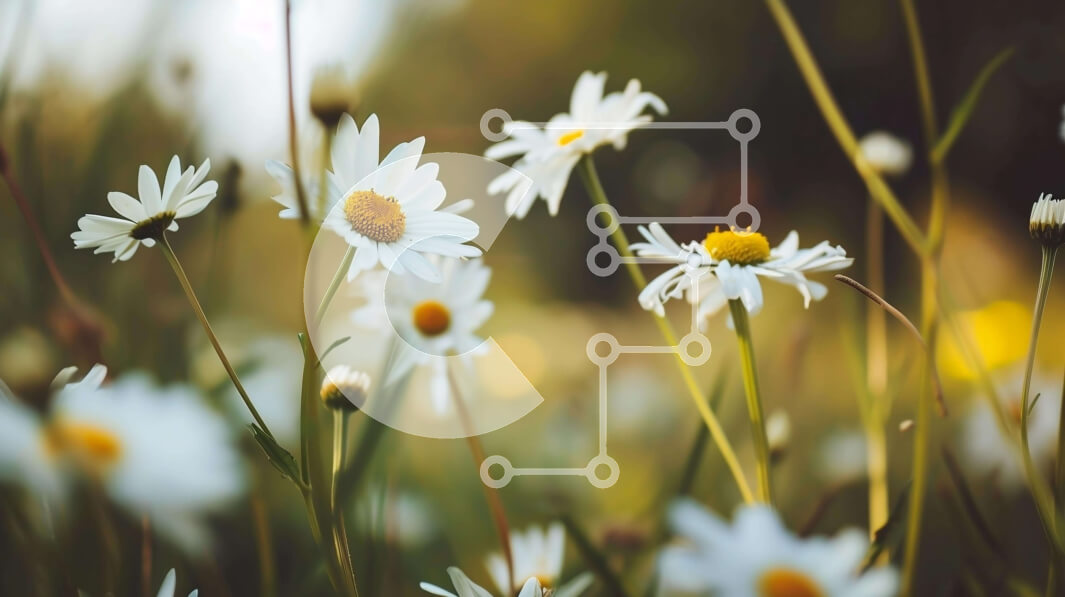 Intra Συλλεκτικό Ξύλινο Παζλ Plywood  4mm - Πεδίο με λευκές μαργαρίτες σε μια χλοώδη περιοχή Σε Ξύλινο Κουτί - Διαστάσεις: 10x10 cm – 25 κομμάτια