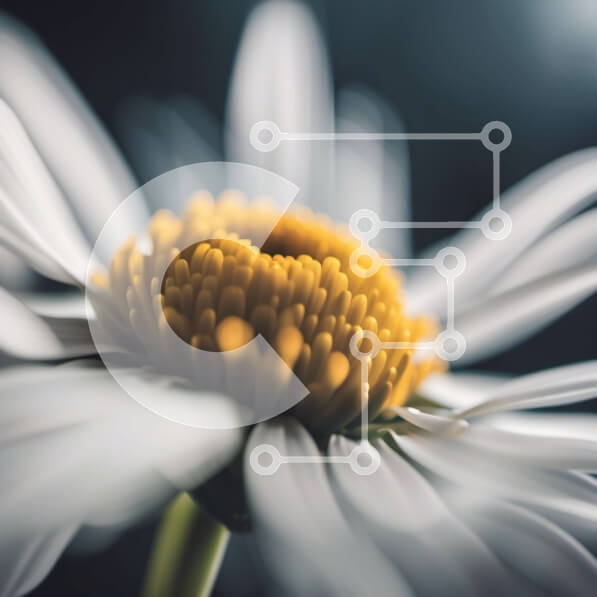 Intra Συλλεκτικό Ξύλινο Παζλ Plywood  4mm - Ονειρική κοντινή λήψη μιας μαργαρίτας με απαλά λευκά πέταλα Σε Ξύλινο Κουτί - Διαστάσεις: 10x10 cm – 25 κομμάτια