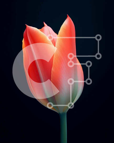 Intra Συλλεκτικό Ξύλινο Παζλ Plywood  4mm - Ζωντανό κόκκινο λουλούδι τουλίπας σε πλήρη άνθιση Σε Ξύλινο Κουτί - Διαστάσεις: 10x10 cm – 25 κομμάτια