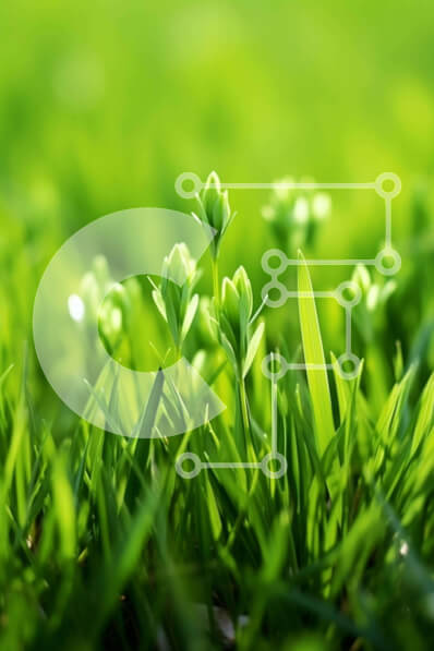 Σετ των 2 Intra Συλλεκτικό Ξύλινο Παζλ Plywood  4mm - Κοντινό πλάνο πράσινο γρασίδι με λουλούδια Σε Ξύλινο Κουτί - Διαστάσεις: 10x10 cm – 25 κομμάτια