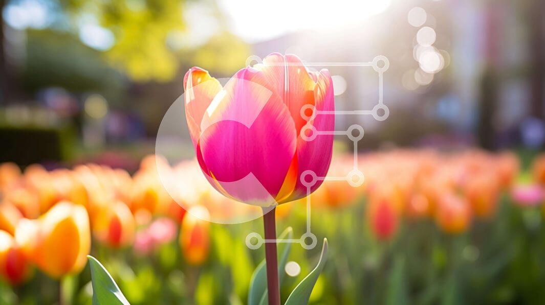 Intra Συλλεκτικό Ξύλινο Παζλ Plywood  4mm - Ζωντανή τουλίπα σε πορτοκαλί και κίτρινο άνθος χωράφι με λαμπερό ήλιο Σε Ξύλινο Κουτί - Διαστάσεις: 10x10 cm – 25 κομμάτια