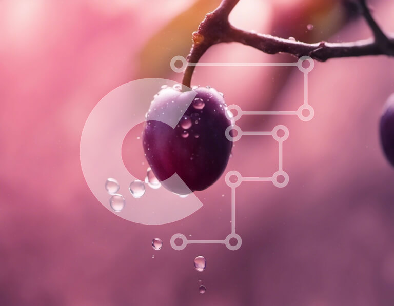 Intra Συλλεκτικό Ξύλινο Παζλ Plywood  4mm - Φρέσκα δαμάσκηνα που κρέμονται από ένα κλαδί με σταγονίδια νερού Σε Ξύλινο Κουτί - Διαστάσεις: 10x10 cm – 25 κομμάτια