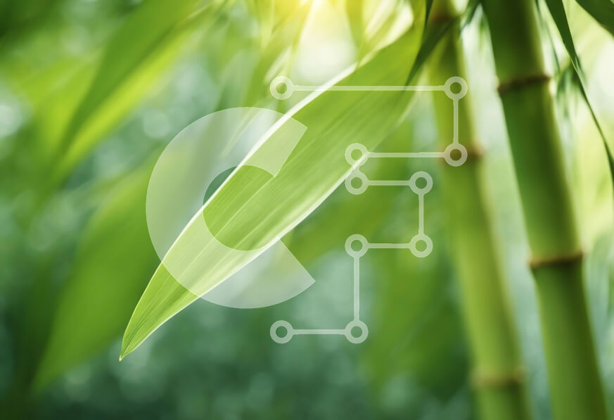 Intra Συλλεκτικό Ξύλινο Παζλ Plywood  4mm - Κοντινή όψη του φυτού μπαμπού με το φως του ήλιου Σε Ξύλινο Κουτί - Διαστάσεις: 10x10 cm – 25 κομμάτια