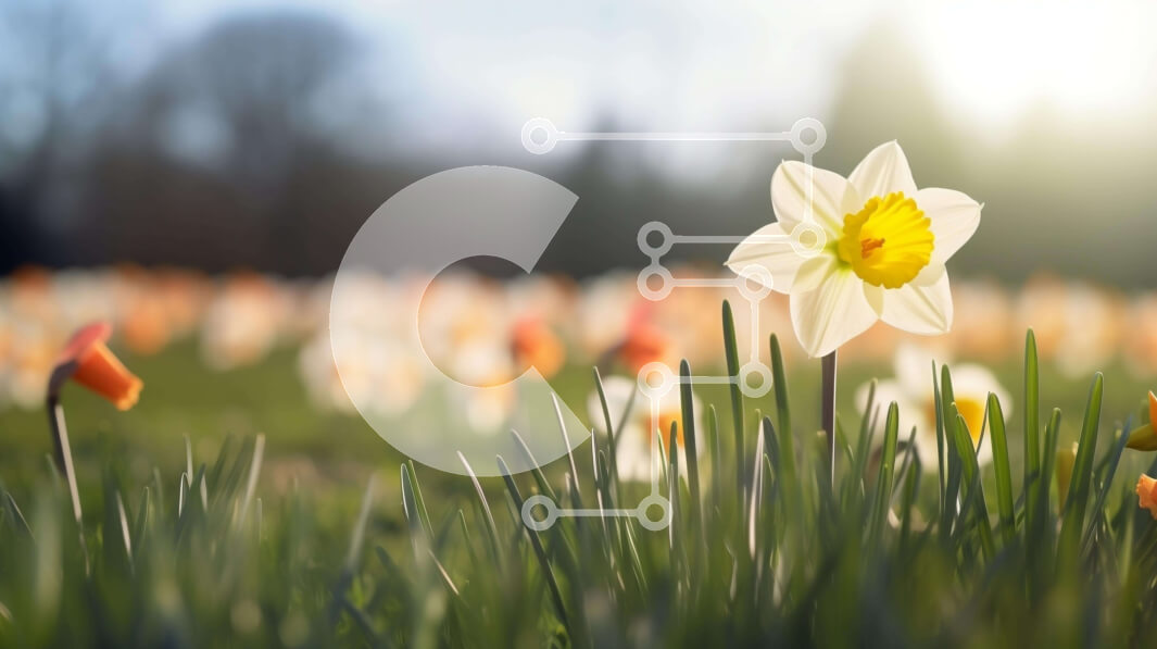 Intra Συλλεκτικό Ξύλινο Παζλ Plywood  4mm - Πεδίο με λευκούς και πορτοκαλί νάρκισσους σε άνθιση Σε Ξύλινο Κουτί - Διαστάσεις: 10x10 cm – 25 κομμάτια