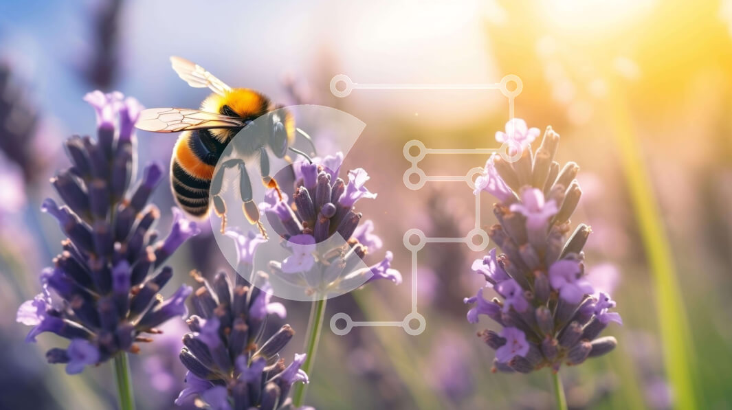 Intra Συλλεκτικό Ξύλινο Παζλ Plywood  4mm - Μέλισσες που επικονιάζουν λουλούδια λεβάντας με το φως του ήλιου Σε Ξύλινο Κουτί - Διαστάσεις: 10x10 cm – 25 κομμάτια