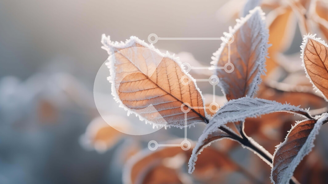 Intra Συλλεκτικό Ξύλινο Παζλ Plywood  4mm - Κοντινό πλάνο των φύλλων που καλύπτονται από παγετό Σε Ξύλινο Κουτί - Διαστάσεις: 10x10 cm – 25 κομμάτια