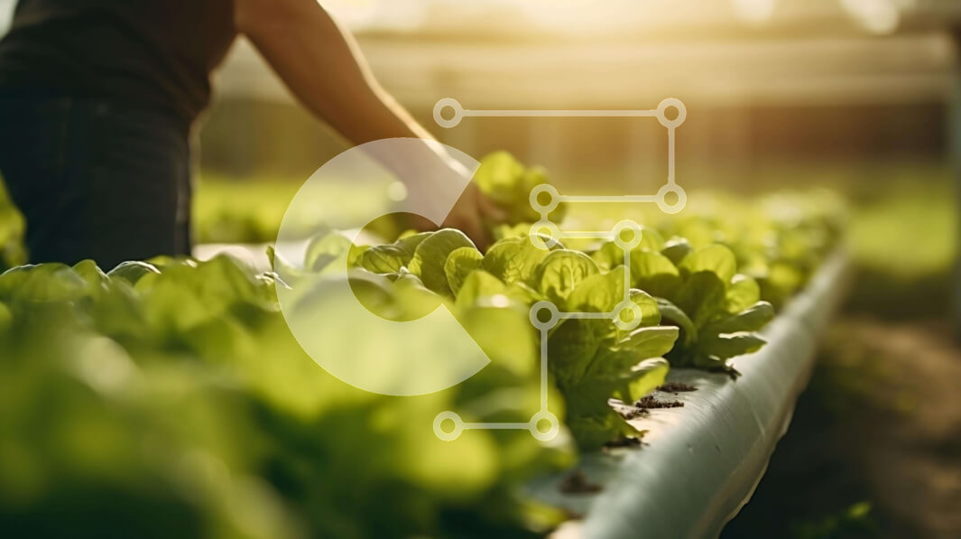 Intra Συλλεκτικό Ξύλινο Παζλ Plywood  4mm - Άτομο που μαζεύει φυτά μαρουλιού από ένα υδροπονικό σύστημα εσωτερικού χώρου Σε Ξύλινο Κουτί - Διαστάσεις: 10x10 cm – 25 κομμάτια