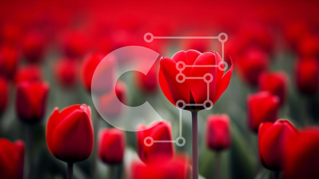 Intra Συλλεκτικό Ξύλινο Παζλ Plywood  4mm - Πεδίο με κόκκινες τουλίπες με ένα μοναδικό λουλούδι Σε Ξύλινο Κουτί - Διαστάσεις: 10x10 cm – 25 κομμάτια