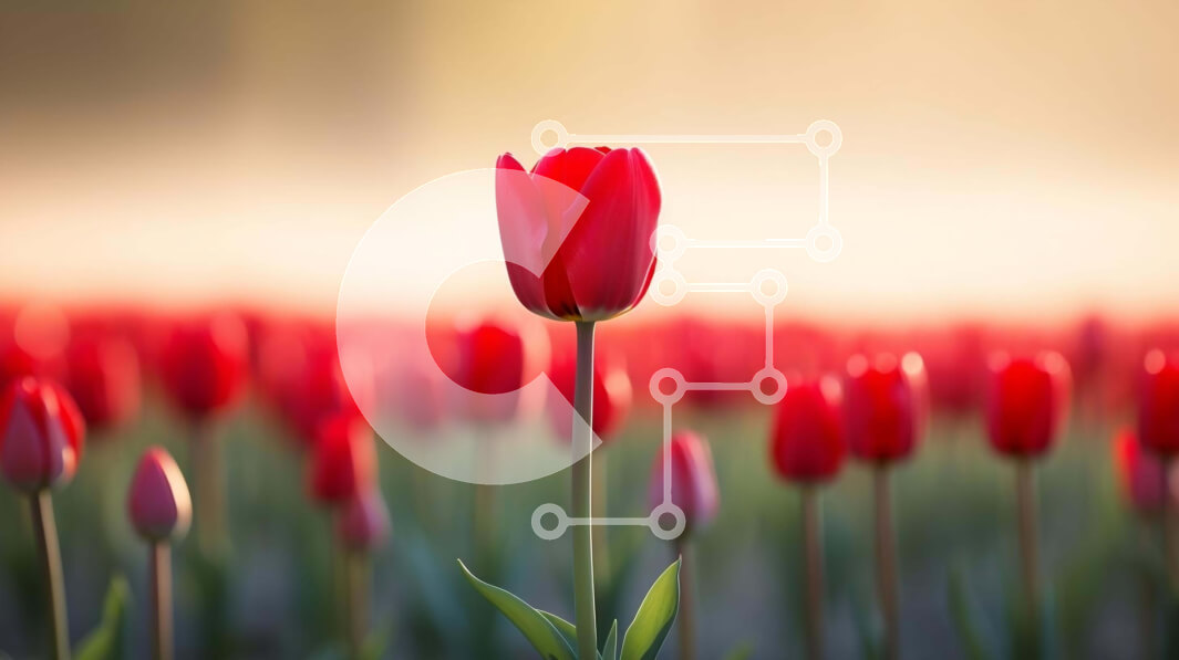 Intra Συλλεκτικό Ξύλινο Παζλ Plywood  4mm - Μονή κόκκινη τουλίπα που ξεχωρίζει ανάμεσα στα λουλούδια Σε Ξύλινο Κουτί - Διαστάσεις: 10x10 cm – 25 κομμάτια