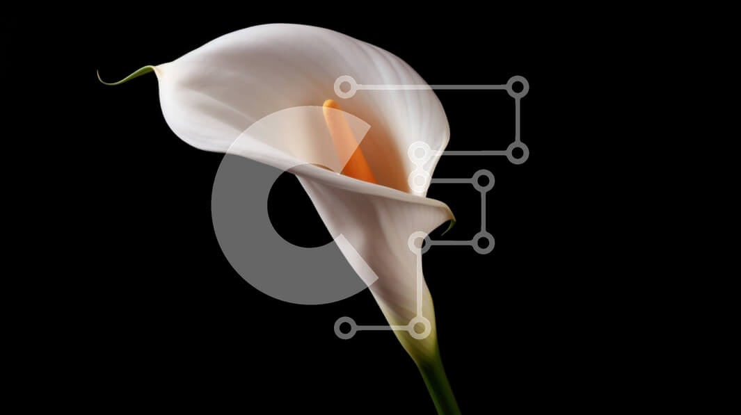 Intra Συλλεκτικό Ξύλινο Παζλ Plywood  4mm - Μονό Λευκό Κάλλα Κρίνο με Πορτοκαλί Στήμονα Σε Ξύλινο Κουτί - Διαστάσεις: 10x10 cm – 25 κομμάτια