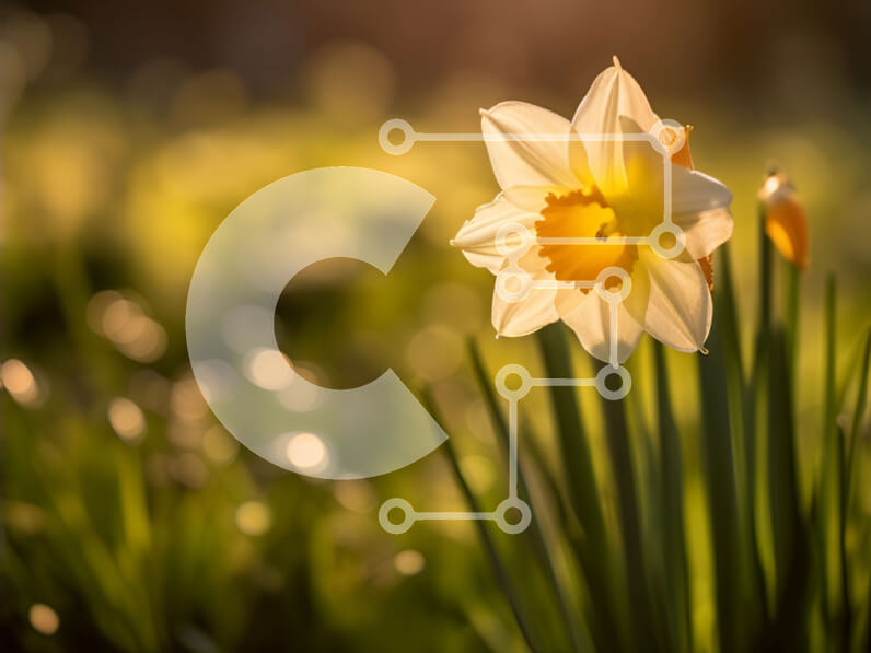 Intra Συλλεκτικό Ξύλινο Παζλ Plywood  4mm - Όμορφη εικόνα ενός λουλουδιού ασφόδελου σε ένα χορταριασμένο χωράφι στο ηλιοβασίλεμα Σε Ξύλινο Κουτί - Διαστάσεις: 10x10 cm – 25 κομμάτια