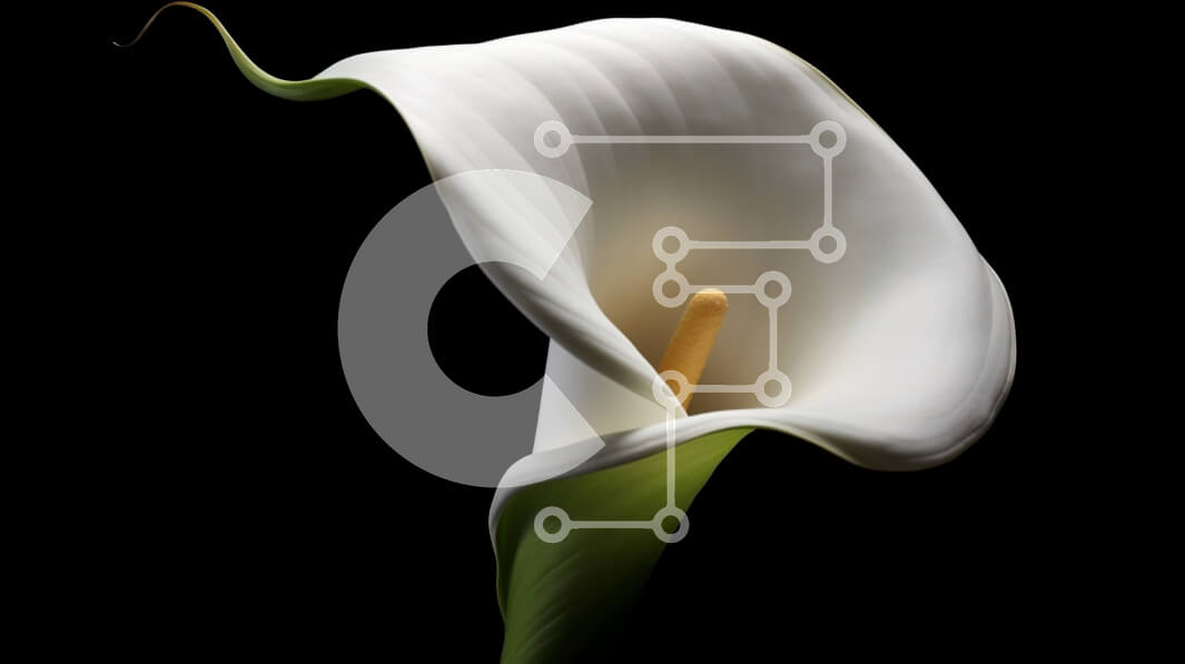 Intra Συλλεκτικό Ξύλινο Παζλ Plywood  4mm - Λευκό κρίνος Calla με πράσινα φύλλα Σε Ξύλινο Κουτί - Διαστάσεις: 10x10 cm – 25 κομμάτια