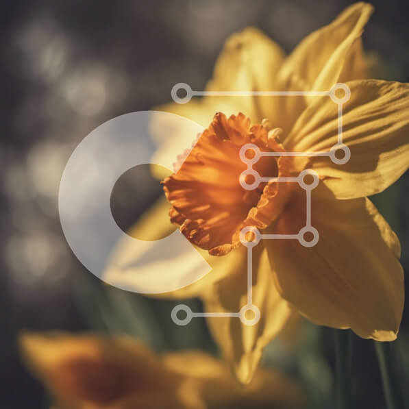 Intra Συλλεκτικό Ξύλινο Παζλ Plywood  4mm - Κοντινό πλάνο ενός κίτρινου λουλουδιού ασφόδελου Σε Ξύλινο Κουτί - Διαστάσεις: 10x10 cm – 25 κομμάτια