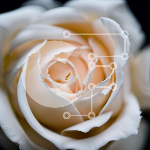 Intra Συλλεκτικό Ξύλινο Παζλ Plywood  4mm - Όμορφη κοντινή λήψη ενός λευκού τριαντάφυλλου με κίτρινο κέντρο Σε Ξύλινο Κουτί - Διαστάσεις: 10x10 cm – 25 κομμάτια