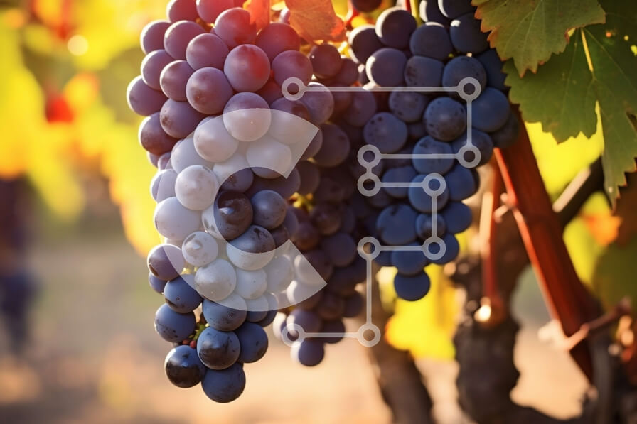 Intra Συλλεκτικό Ξύλινο Παζλ Plywood  4mm - Σταφύλια που κρέμονται από ένα αμπέλι Σε Ξύλινο Κουτί - Διαστάσεις: 10x10 cm – 25 κομμάτια