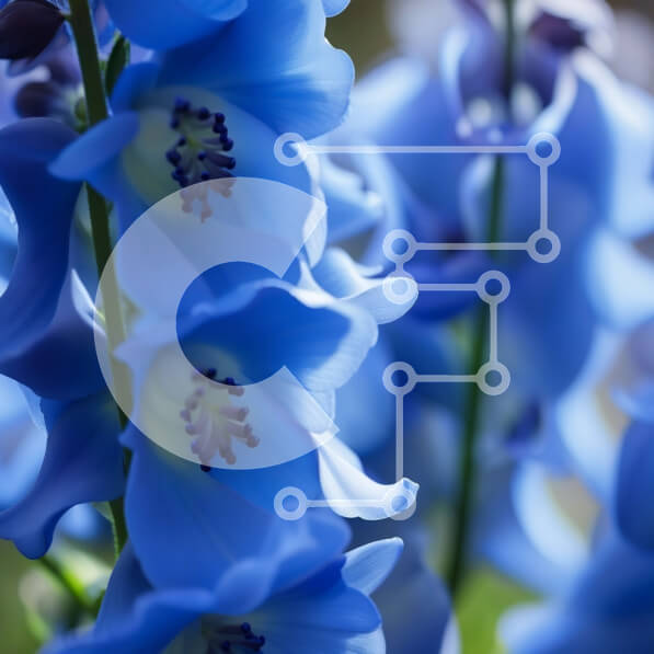 Intra Συλλεκτικό Ξύλινο Παζλ Plywood  4mm - Όμορφη κοντινή εικόνα ενός μπλε λουλουδιού με ένα κίτρινο κέντρο Σε Ξύλινο Κουτί - Διαστάσεις: 10x10 cm – 25 κομμάτια