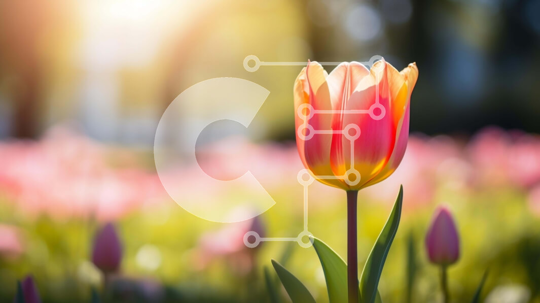 Intra Συλλεκτικό Ξύλινο Παζλ Plywood  4mm - Μονή ροζ τουλίπα σε χωράφι με δέντρα και λουλούδια Σε Ξύλινο Κουτί - Διαστάσεις: 10x10 cm – 25 κομμάτια