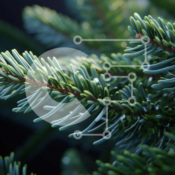 Intra Συλλεκτικό Ξύλινο Παζλ Plywood  4mm - Κοντινό πλάνο του κλαδιού αειθαλούς δέντρου με πράσινες βελόνες και σταγονίδια νερού Σε Ξύλινο Κουτί - Διαστάσεις: 10x10 cm – 25 κομμάτια