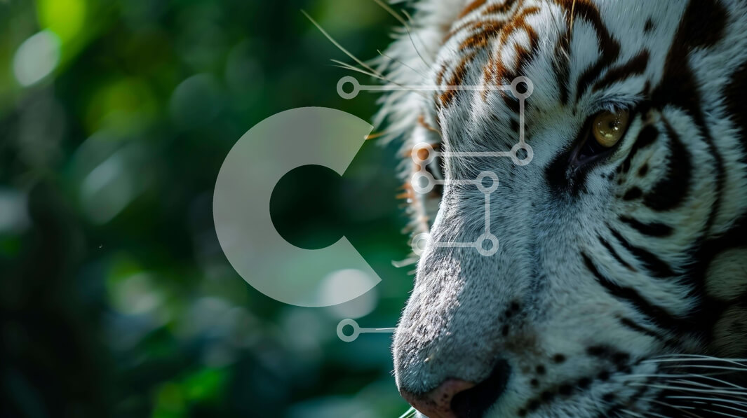 Σετ των 2 Intra Συλλεκτικό Ξύλινο Παζλ Plywood  4mm - Κοντινό πλάνο μιας λευκής τίγρης στο δάσος Σε Ξύλινο Κουτί - Διαστάσεις: 10x10 cm – 25 κομμάτια