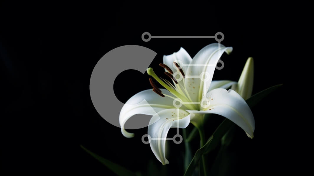 Intra Συλλεκτικό Ξύλινο Παζλ Plywood  4mm - Λευκό λουλούδι κρίνων σε σκούρο φόντο Σε Ξύλινο Κουτί - Διαστάσεις: 10x10 cm – 25 κομμάτια