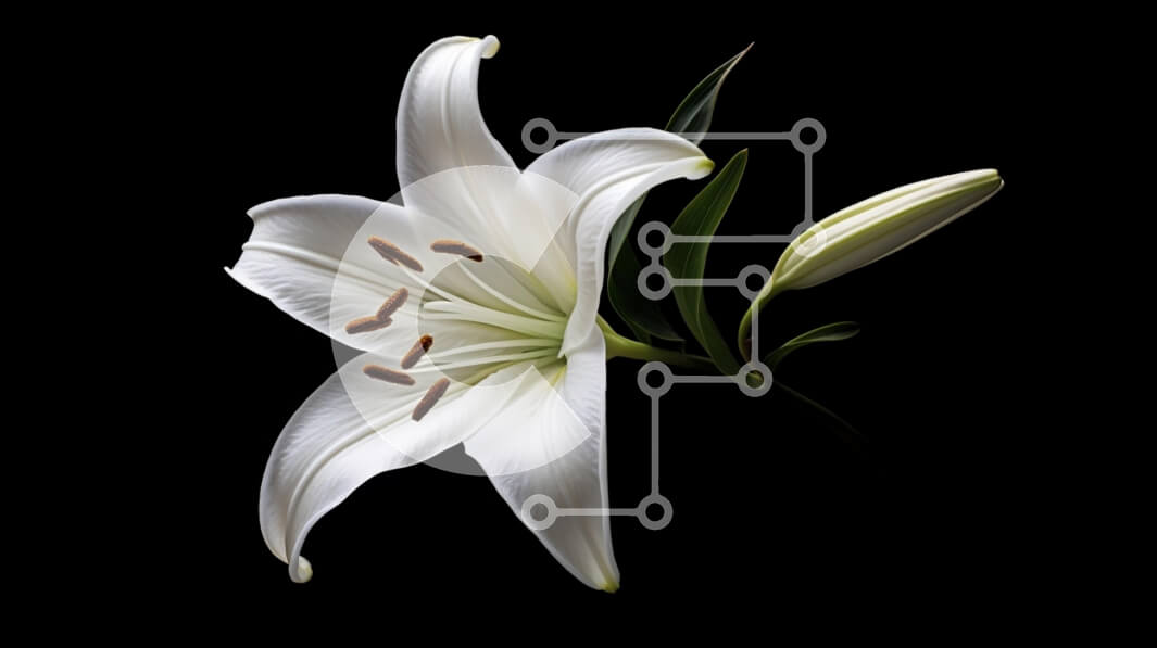 Intra Συλλεκτικό Ξύλινο Παζλ Plywood  4mm - Κομψός λευκός κρίνος σε μαύρο φόντο Σε Ξύλινο Κουτί - Διαστάσεις: 10x10 cm – 25 κομμάτια