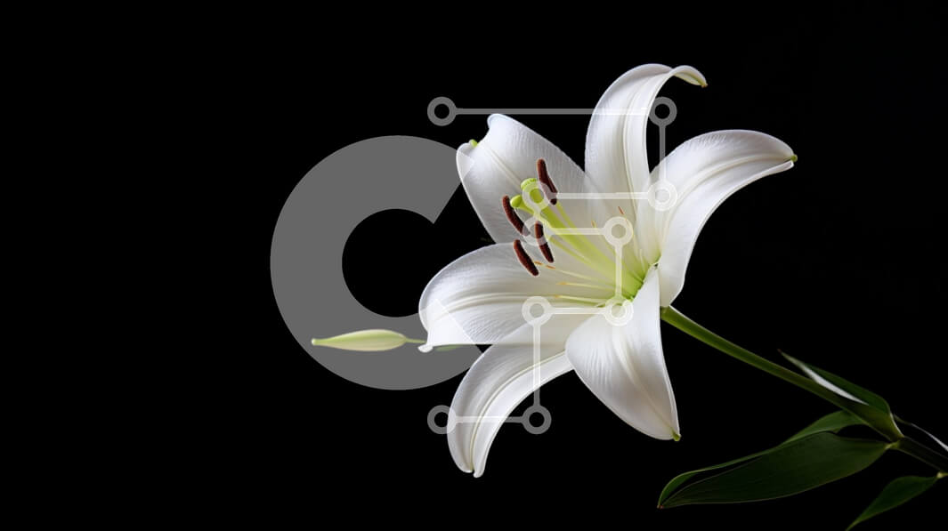 Intra Συλλεκτικό Ξύλινο Παζλ Plywood  4mm - Λευκό λουλούδι κρίνων σε μαύρο φόντο Σε Ξύλινο Κουτί - Διαστάσεις: 10x10 cm – 25 κομμάτια