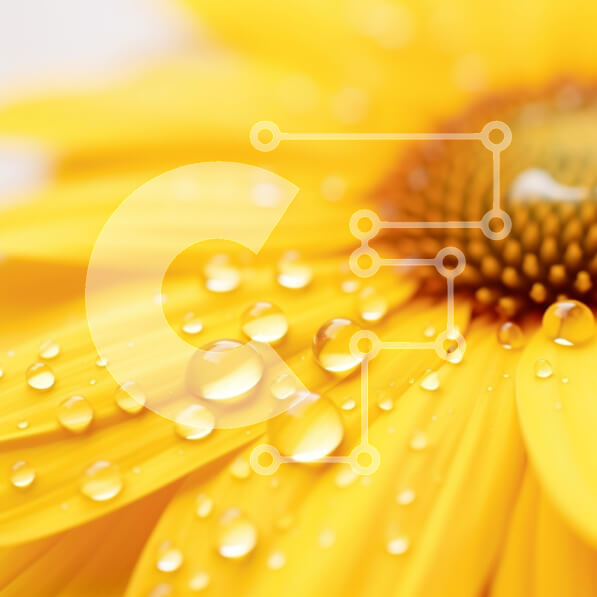 Σετ των 2 Intra Συλλεκτικό Ξύλινο Παζλ Plywood  4mm - Κοντινό πλάνο ενός κίτρινου λουλουδιού με σταγονίδια νερού Σε Ξύλινο Κουτί - Διαστάσεις: 10x10 cm – 25 κομμάτια