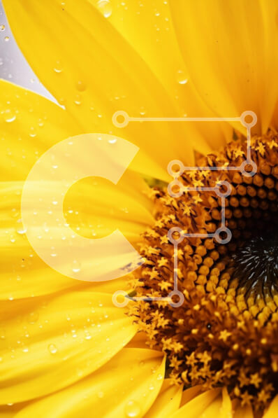 Σετ των 2 Intra Συλλεκτικό Ξύλινο Παζλ Plywood  4mm - Κοντινό πλάνο ενός δονούμενου κίτρινου ηλίανθου με σταγονίδια νερού Σε Ξύλινο Κουτί - Διαστάσεις: 10x10 cm – 25 κομμάτια