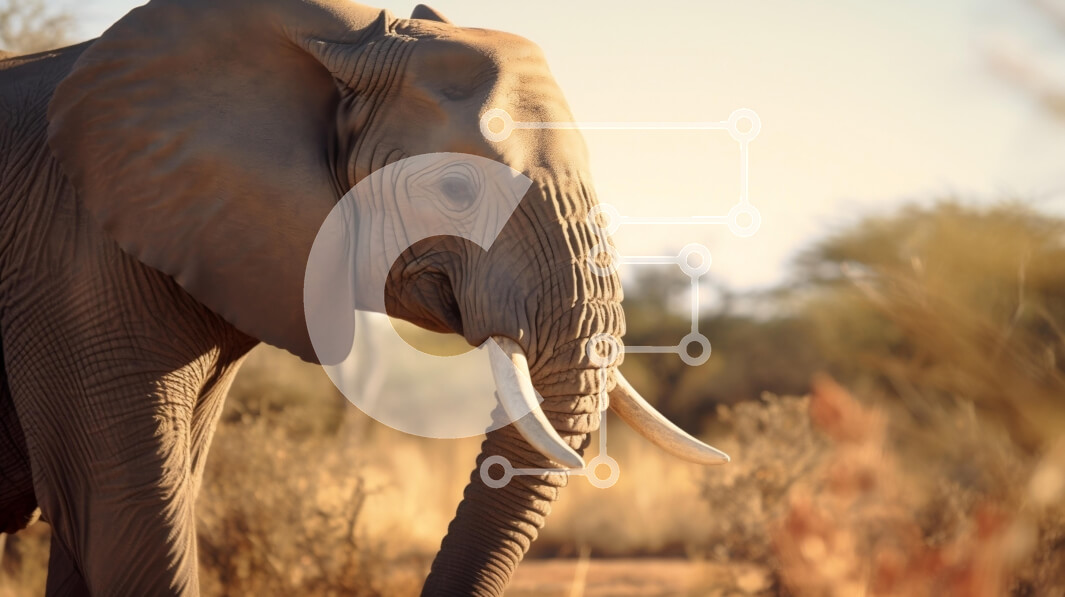 Σετ των 2 Intra Συλλεκτικό Ξύλινο Παζλ Plywood  4mm - Ελέφαντας σε φυσικό βιότοπο Σε Ξύλινο Κουτί - Διαστάσεις: 10x10 cm – 25 κομμάτια