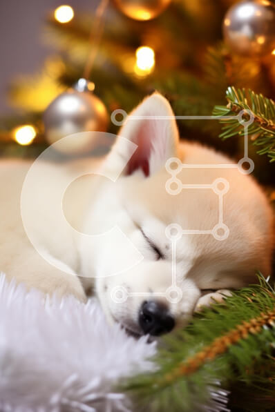 Σετ των 2 Intra Συλλεκτικό Ξύλινο Παζλ Plywood  4mm - Κουτάβι που κοιμάται δίπλα στο χριστουγεννιάτικο δέντρο Σε Ξύλινο Κουτί - Διαστάσεις: 10x10 cm – 25 κομμάτια