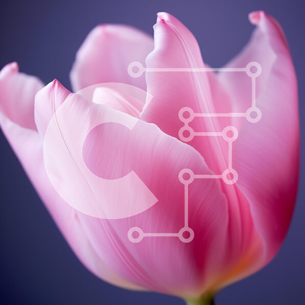 Σετ των 2 Intra Συλλεκτικό Ξύλινο Παζλ Plywood  4mm - Κοντινό πλάνο μιας ροζ τουλίπας Σε Ξύλινο Κουτί - Διαστάσεις: 10x10 cm – 25 κομμάτια