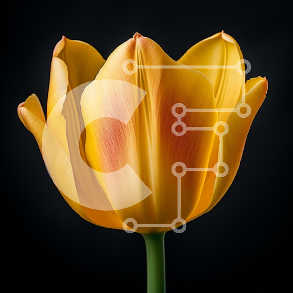 Intra Συλλεκτικό Ξύλινο Παζλ Plywood  4mm - Κίτρινη τουλίπα σε άνθιση σε σκοτεινό φόντο Σε Ξύλινο Κουτί - Διαστάσεις: 10x10 cm – 25 κομμάτια