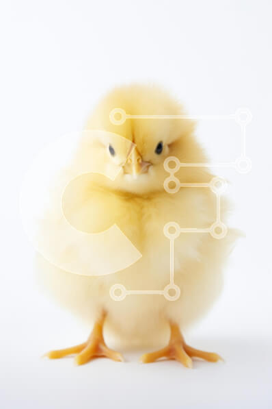 Σετ των 2 Intra Συλλεκτικό Ξύλινο Παζλ Plywood  4mm - Αφράτο κίτρινο πορτρέτο νεοσσών Σε Ξύλινο Κουτί - Διαστάσεις: 10x10 cm – 25 κομμάτια