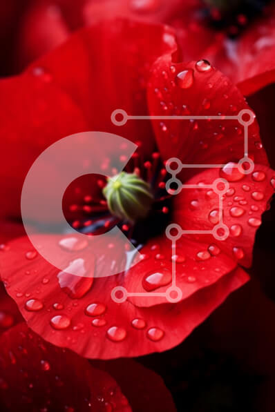 Σετ των 2 Intra Συλλεκτικό Ξύλινο Παζλ Plywood  4mm - Κοντινό πλάνο κόκκινων λουλουδιών με σταγόνες νερού Σε Ξύλινο Κουτί - Διαστάσεις: 10x10 cm – 25 κομμάτια