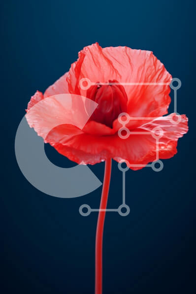 Σετ των 2 Intra Συλλεκτικό Ξύλινο Παζλ Plywood  4mm - Ζωντανό κόκκινο λουλούδι παπαρούνας σε σκούρο μπλε φόντο Σε Ξύλινο Κουτί - Διαστάσεις: 10x10 cm – 25 κομμάτια