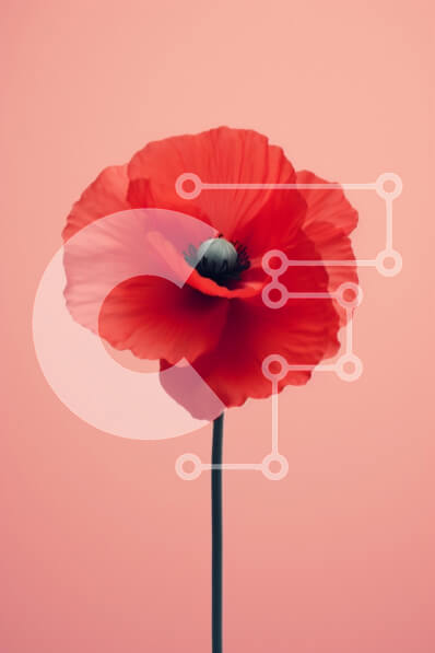 Intra Συλλεκτικό Ξύλινο Παζλ Plywood  4mm - Ζωντανό κόκκινο λουλούδι παπαρούνας σε ροζ φόντο Σε Ξύλινο Κουτί - Διαστάσεις Puzzle: 10x10 cm – 25 κομμάτια