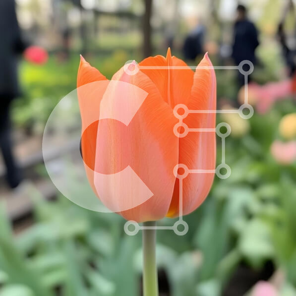 Intra Συλλεκτικό Ξύλινο Παζλ Plywood  4mm - Δονούμενη πορτοκαλί τουλίπα στον κήπο Spring Σε Ξύλινο Κουτί - Διαστάσεις: 10x10 cm – 25 κομμάτια