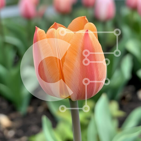 Intra Συλλεκτικό Ξύλινο Παζλ Plywood  4mm - Ανθισμένη τουλίπα στον κήπο της άνοιξης Σε Ξύλινο Κουτί - Διαστάσεις: 10x10 cm – 25 κομμάτια