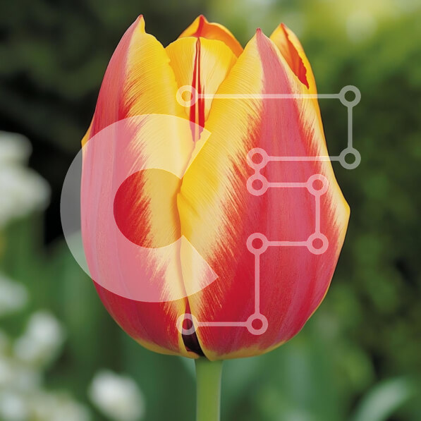 Intra Συλλεκτικό Ξύλινο Παζλ Plywood  4mm - Ζωντανή κόκκινη και κίτρινη τουλίπα σε άνθιση Σε Ξύλινο Κουτί - Διαστάσεις: 10x10 cm – 25 κομμάτια