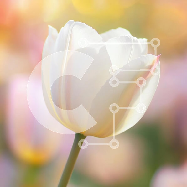 Intra Συλλεκτικό Ξύλινο Παζλ Plywood  4mm - Χαριτωμένη λευκή τουλίπα την άνοιξη Σε Ξύλινο Κουτί - Διαστάσεις: 10x10 cm – 25 κομμάτια