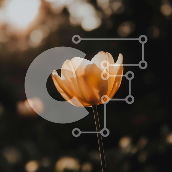 Intra Συλλεκτικό Ξύλινο Παζλ Plywood  4mm - Χαριτωμένο λουλούδι στο απαλό φως του ήλιου Σε Ξύλινο Κουτί - Διαστάσεις: 10x10 cm – 25 κομμάτια