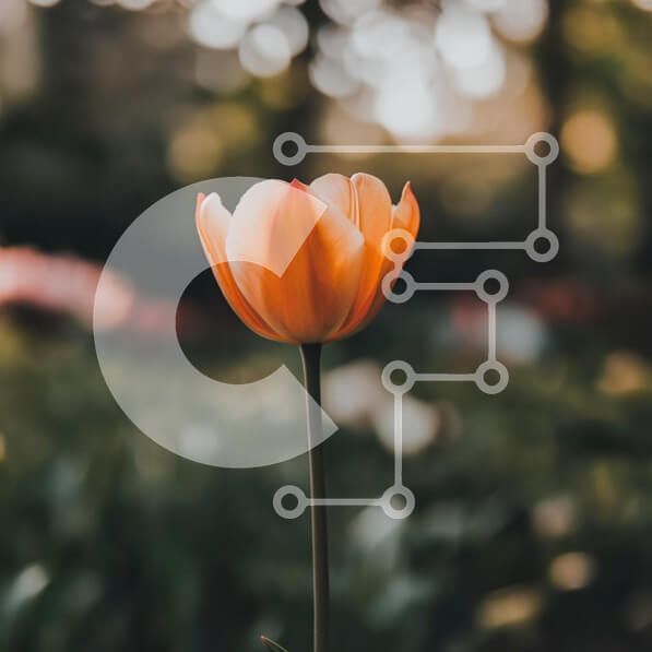 Intra Συλλεκτικό Ξύλινο Παζλ Plywood  4mm - Μονό λουλούδι τουλίπας στον κήπο της άνοιξης Σε Ξύλινο Κουτί - Διαστάσεις: 10x10 cm – 25 κομμάτια